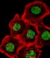 HOMEZ Antibody  (N-term)